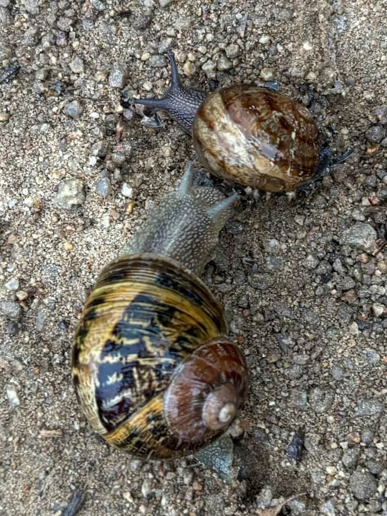 Snails - photo by Sara Smeaton web