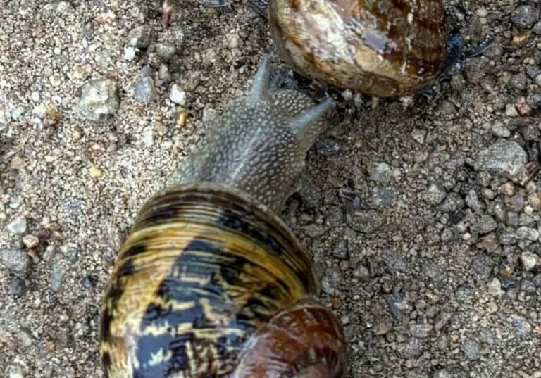 Snails - photo by Sara Smeaton web