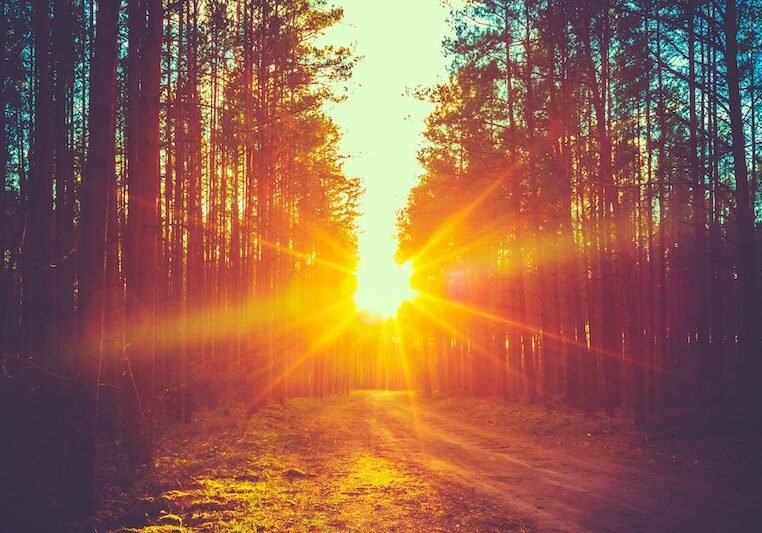 Forest Road Under Sunset Sunbeams. Lane Running Through The Autumn Deciduous Forest At Dawn Or Sunrise. Toned Instant Photo