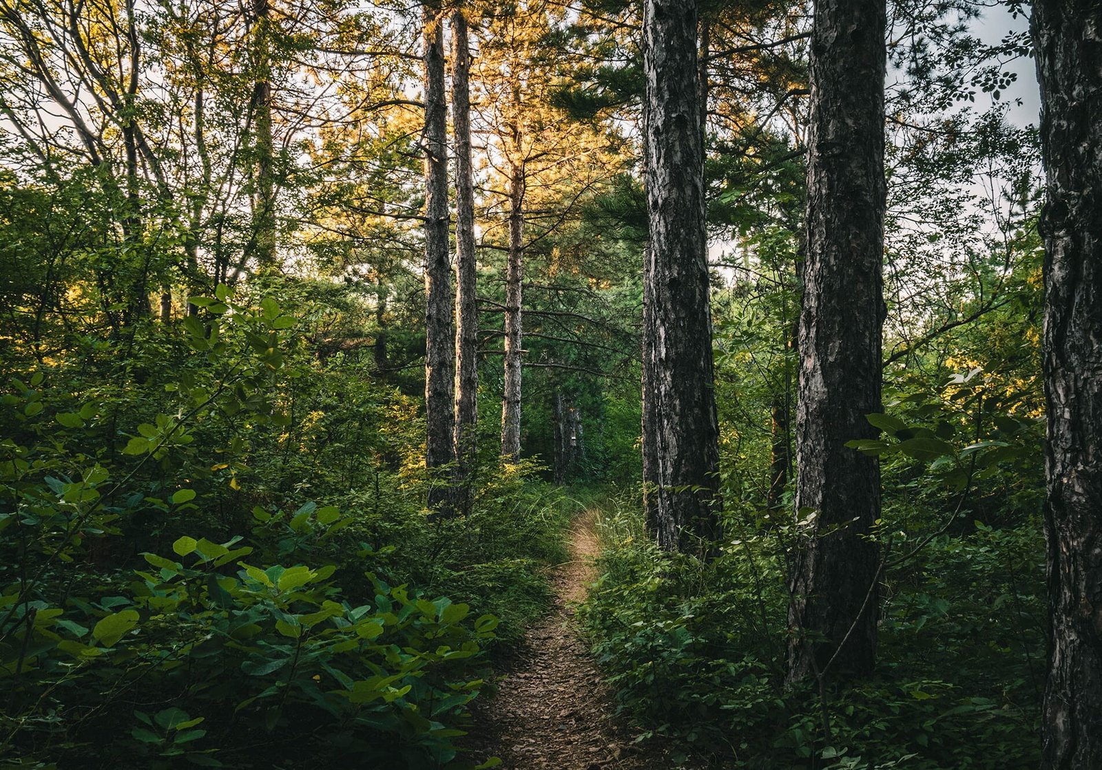 stefan-gogov-i0pMAsIoEN8-unsplash